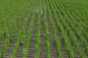 Ontario Carbon Offsetting Projects