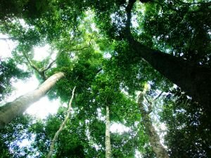 Tropical Forests in Carbon Trading