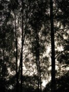 Environmental Groups Against Including Forests in Carbon Markets